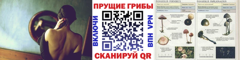Купить закладки  Наро-Фоминск  Псилоцибиновые грибы GOLDEN TEACHER 